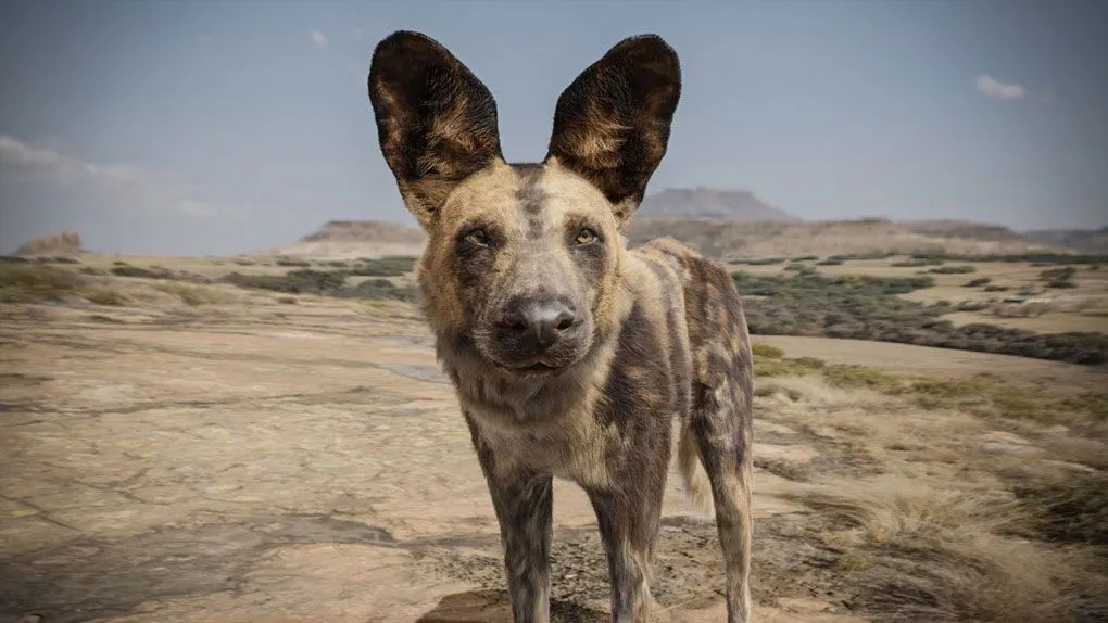 Blender非洲野狗逼真动物完整制作流程视频课程 Realistic Animal Creation in Blender Course Promo