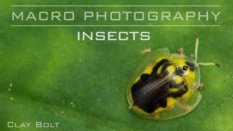 Craftsy宏观摄影：精通昆虫微距摄影完整指南教程 中文字幕