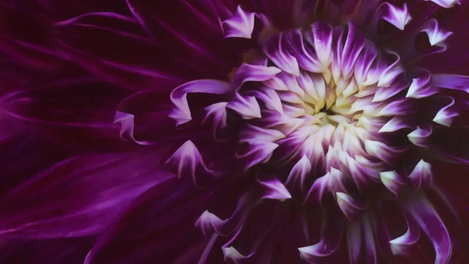 凯瑟琳·克莱蒙斯(Kathleen Clemons)The Art of Flower Photography 微距花卉摄影艺术-中文字幕