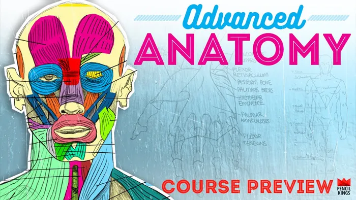 人体胳膊腿肌肉群绘画剖析视频教程