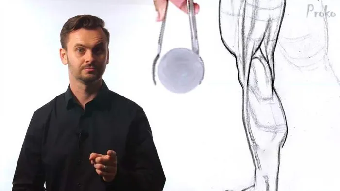 人体腿部肌肉解剖结构数字绘画视频教程