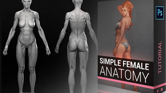女性身材形象结构剖析数字绘画技术视频教程 Simple Female Figure Tutorial by Marc Brunet