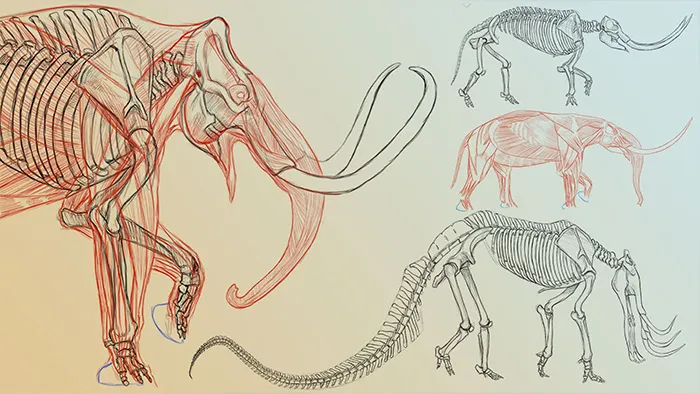 大象绘画解剖学系列教程第一季: 骨架和肌肉组织 Elephant Anatomy Vol. 1: Drawing Skeletons & Musculature