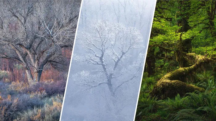 Photoshops风景场景色彩与光线修饰技术视频教程 Post Processing & More — Alex Noriega Nature Photography