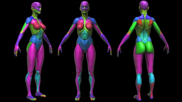 Zbrush女性模块化雕刻解剖学技术视频教程