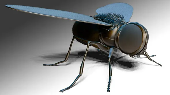 Zbrush逼真苍蝇雕刻建模实例制作视频教程 中文字幕 ZBrush Online Course Sculpting and Modelling 