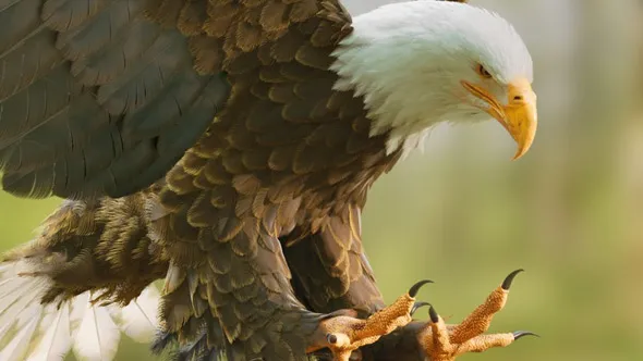 Houdini中TD内部工具制作羽毛视效视频教程 In House Tool Building for Houdini TD’s