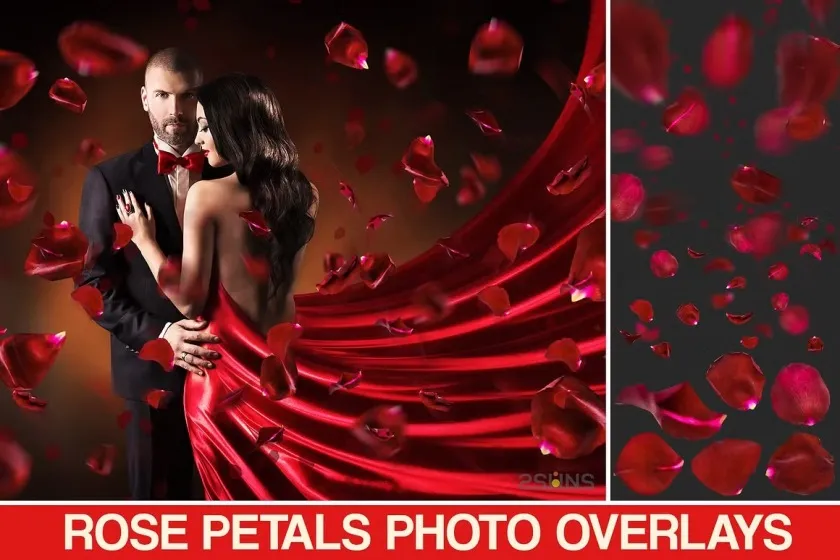 高清玫瑰花瓣PS后期叠加合成前景素材 Falling Rose Petals Photo Overlays
