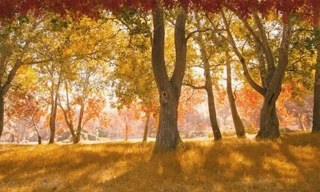 AE与PS秋季公园环境特效视频教程 Changing Seasons in After Effects and Photoshop