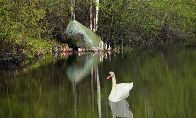 AE天鹅戏水特效制作训练视频教程 Distorting Nature in After Effects