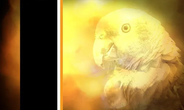 高清背景视频拍摄与应用技巧视频教程 Practical Motion Background Workshop