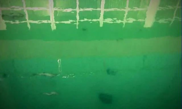 AE合成游泳的鱼视频教程