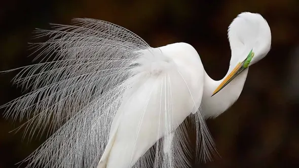 著名摄影师梅丽莎·格罗(Melissa Groo)鸟类摄影教程 中英字幕 Bird Photography with Melissa Groo